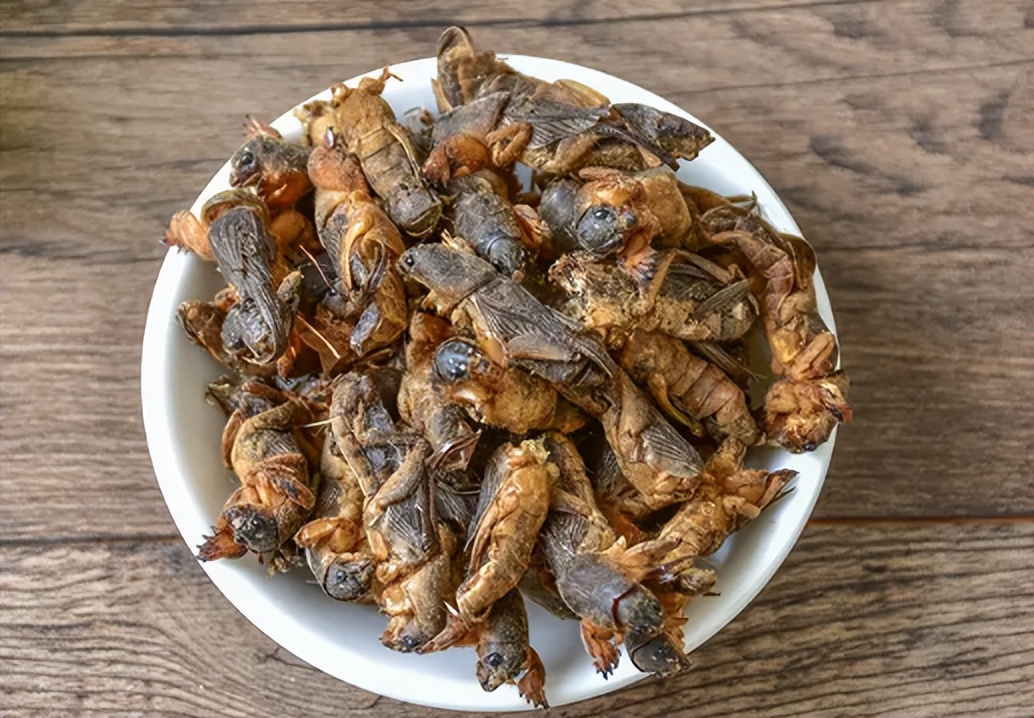 蝼蛄:过去农民处之而后快,如今成了美食,有人专门养殖60元1斤