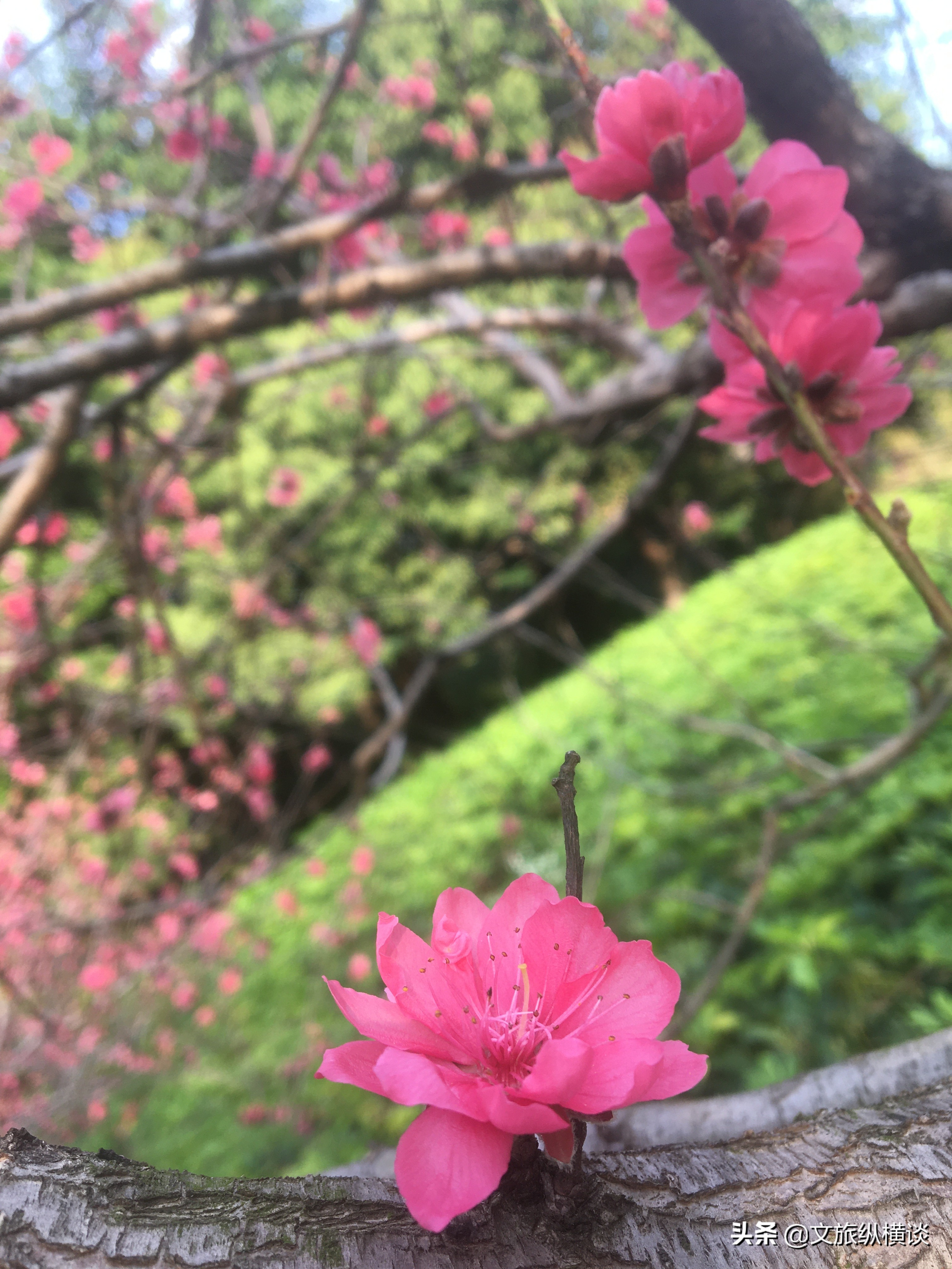 春天里，广州花开叶落，半城花海半城秋