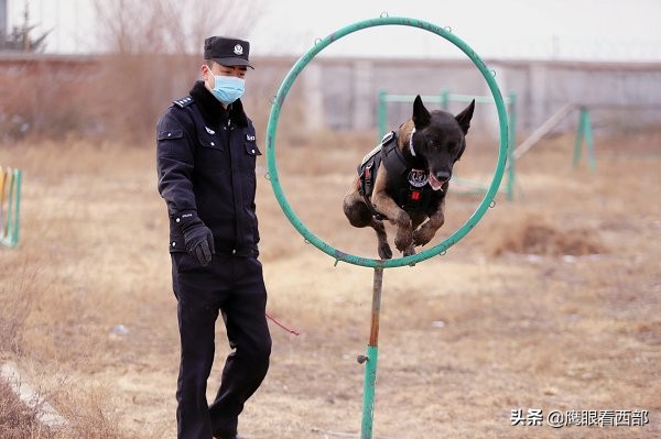 「摄影报道」甘肃平凉：“神犬奇兵”冬季训练忙