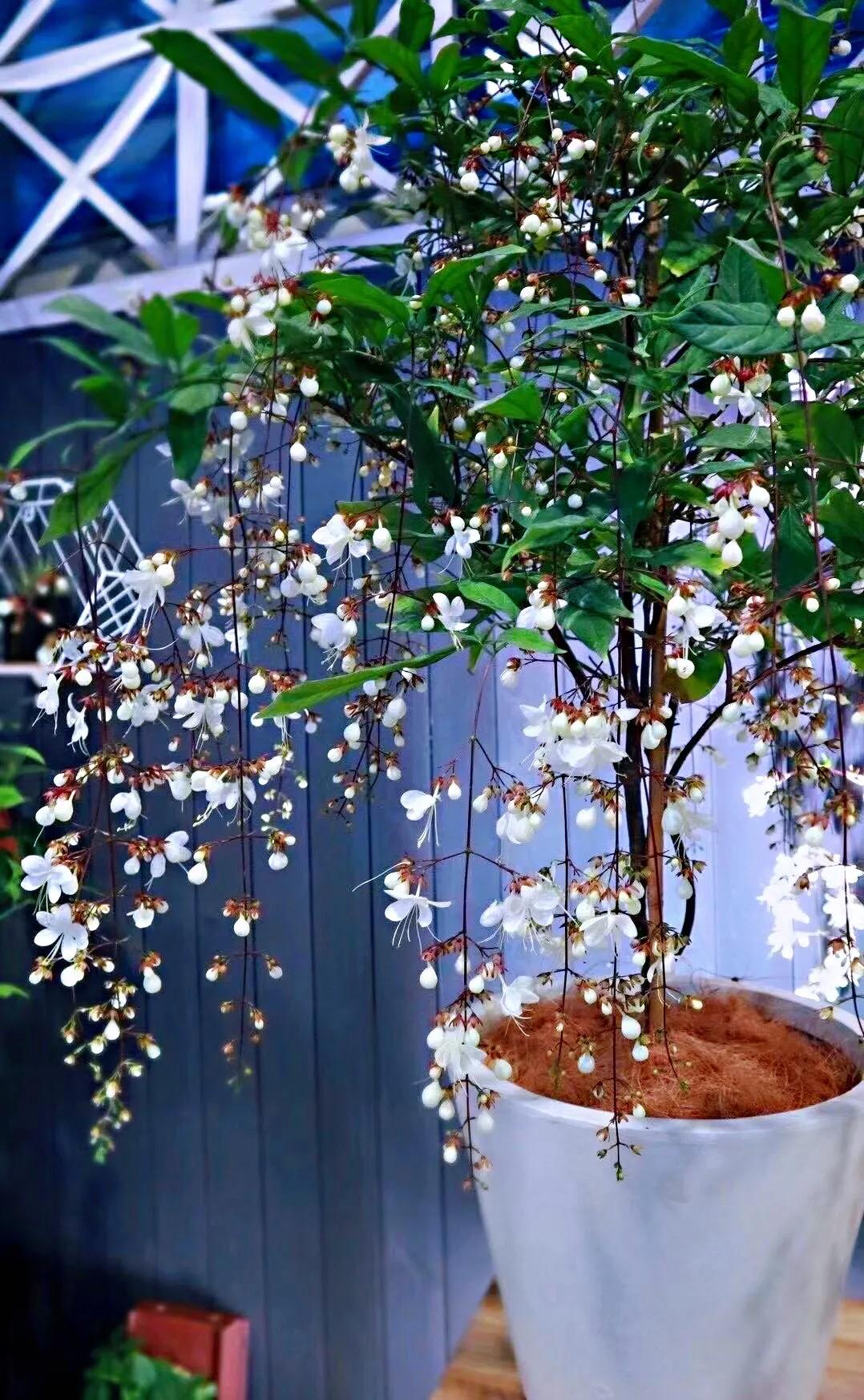 垂丝茉莉～花如蝴蝶翩翩舞,香似茉莉沁心脾