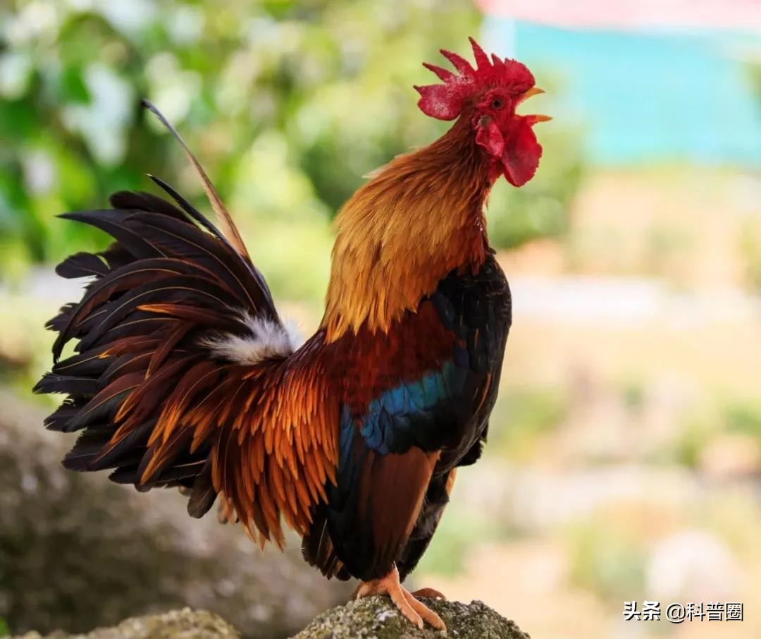 为什么公鸡每天都能准时打鸣公鸡每天准时打鸣的原因