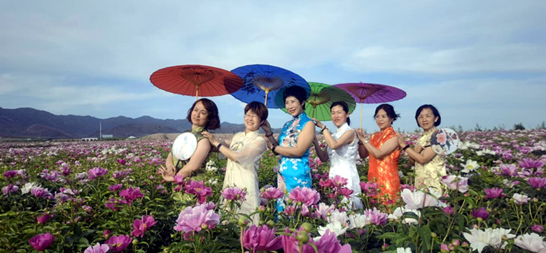 田畴如画 芍药醉人