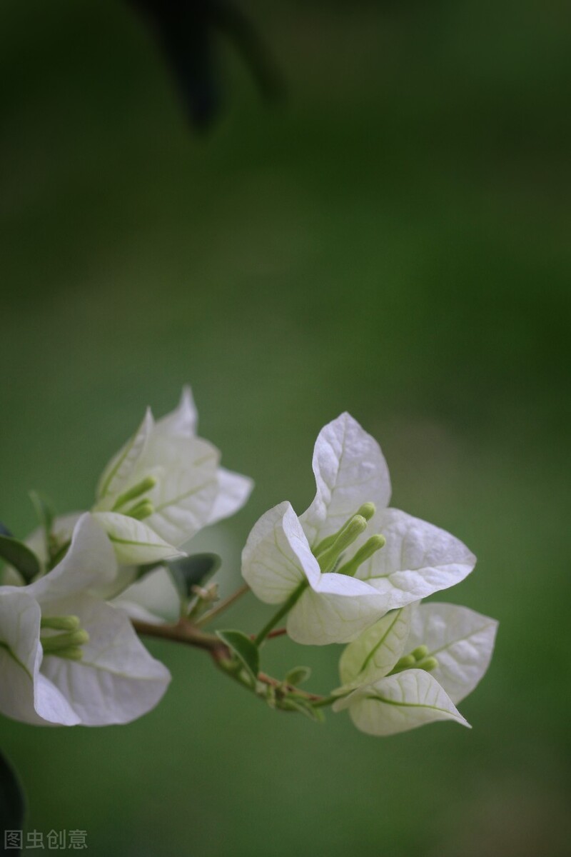 花事未了，浮生未歇，谁的月色染了相思，谁的雪色许了流年