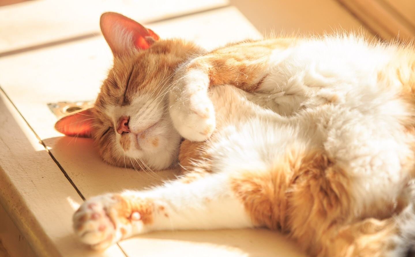 猫咪最新年龄换算表！猫咪1岁=人7岁，原来是错的，别信了