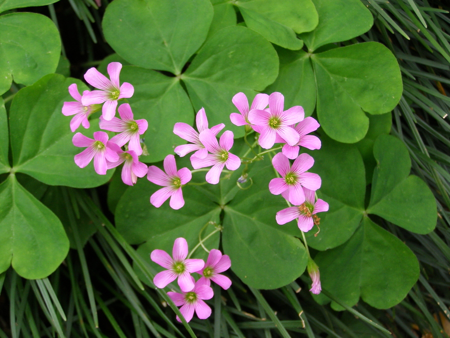 植物花卉品种大全图片（科普100个花卉图鉴）