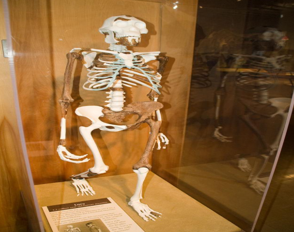 原始人进化图片(我们的祖先真的来自于非洲吗) - 赤虎壹号