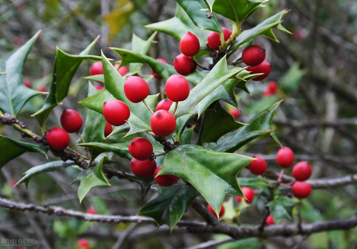 带刺的植物图片(农村浑身长刺的植物你可能见过)