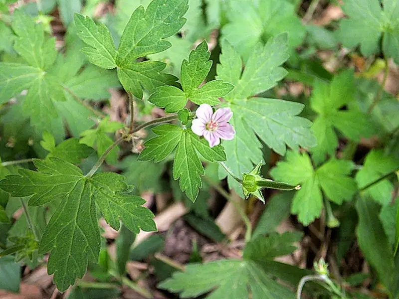 膝蓋涼痛、膝關節炎，不過是體內有寒氣，一張方子把寒氣逼出來