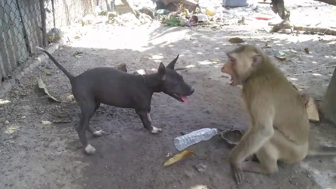 无比惨烈的猴狗大战：印度猴群对狗进行疯狂报复，250只狗被团灭