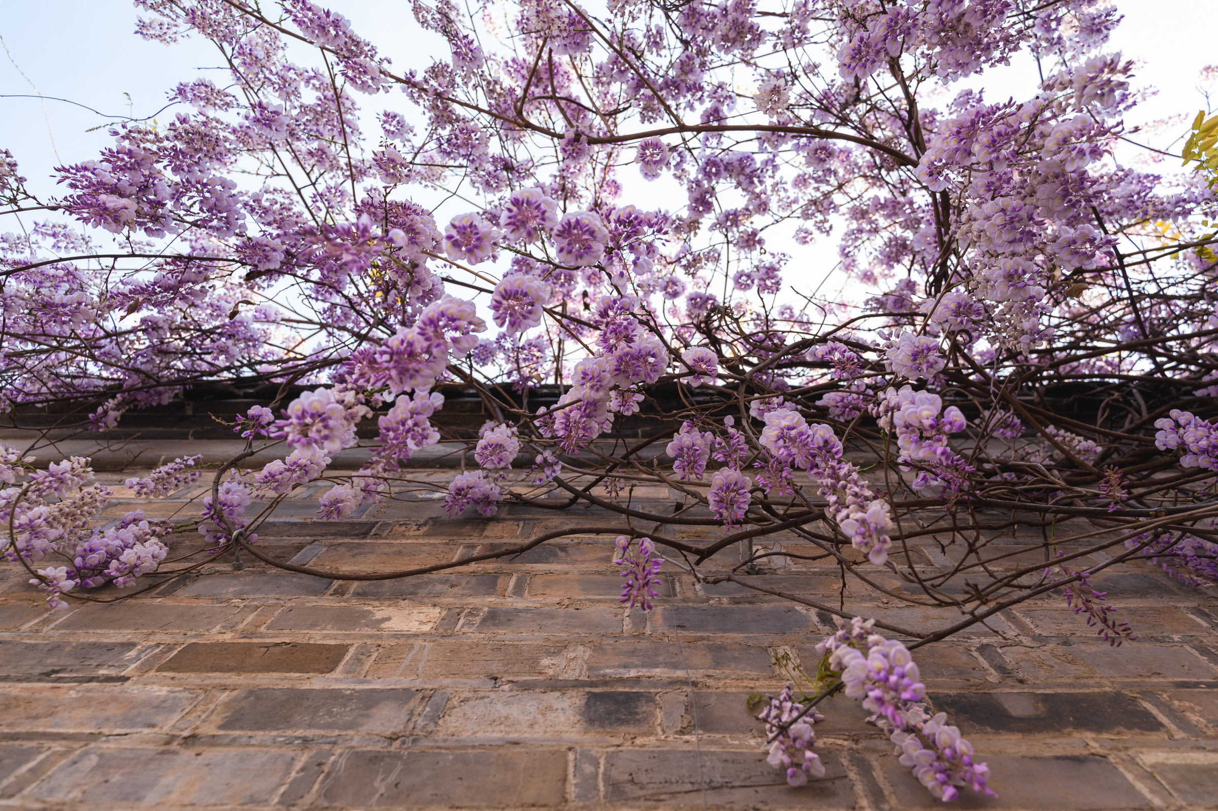 南京老门东紫藤花开了,从屋檐蔓延至墙角,美如紫色的瀑布