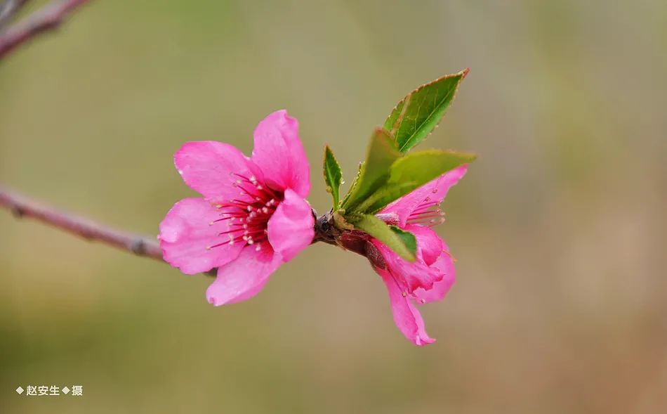 疫情挡不住春天的脚步，小编带你去看古城秦州的春暖花开