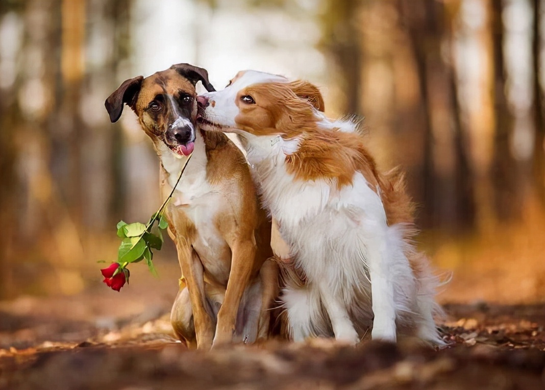 公狗和母狗，区别就在这5点，一看就很明显