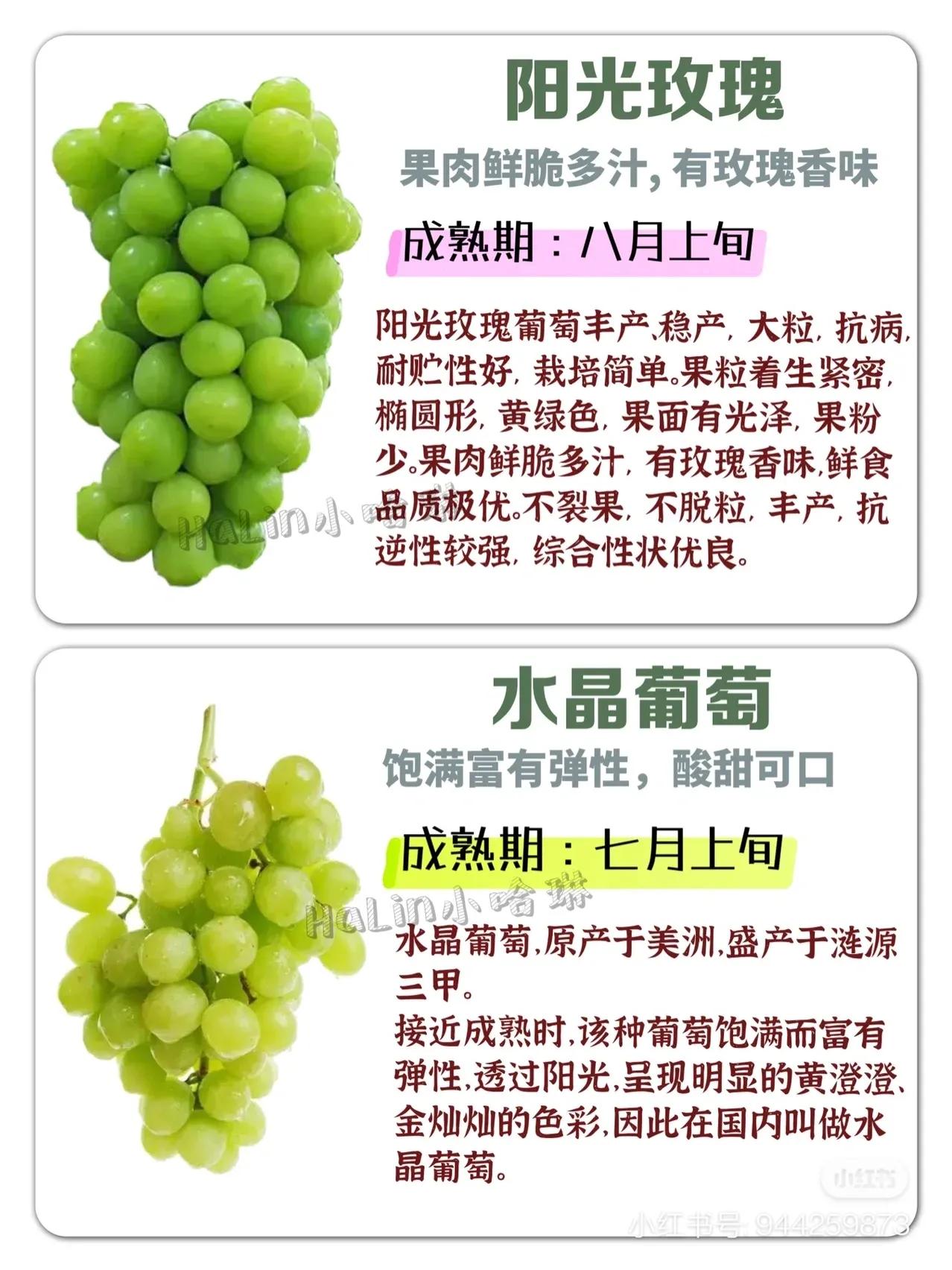 常見葡萄區(qū)別和口感