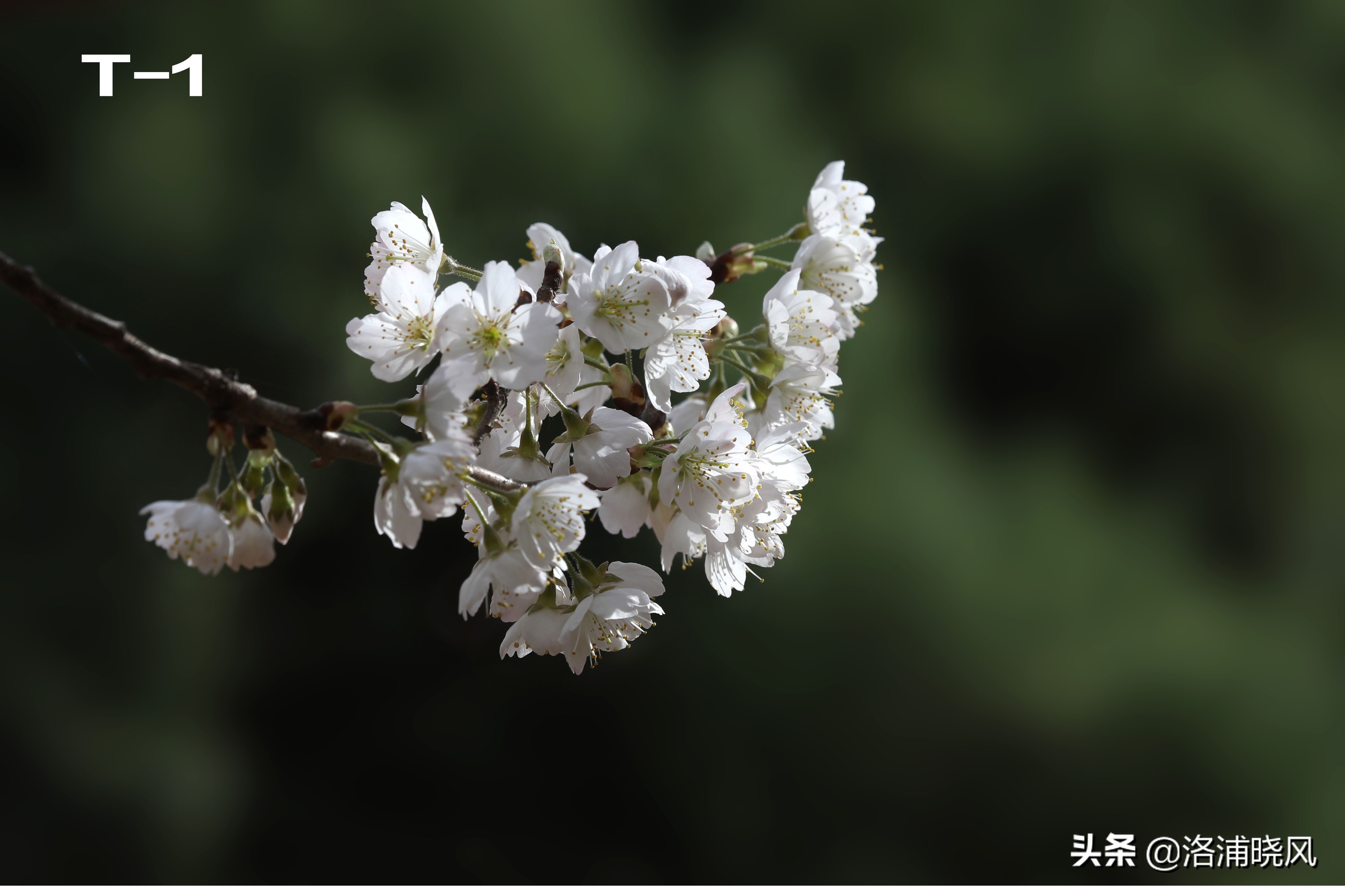 櫻花指的是櫻桃花嗎(櫻花和櫻桃花的五大區別) (http://damaozi.