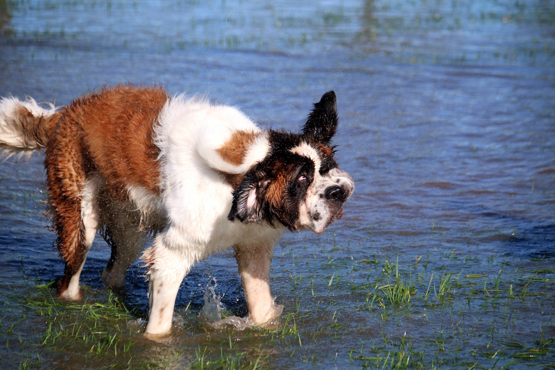 圣伯纳犬(为什么喜欢"圣伯纳犬"的人很多?) - 百科全说