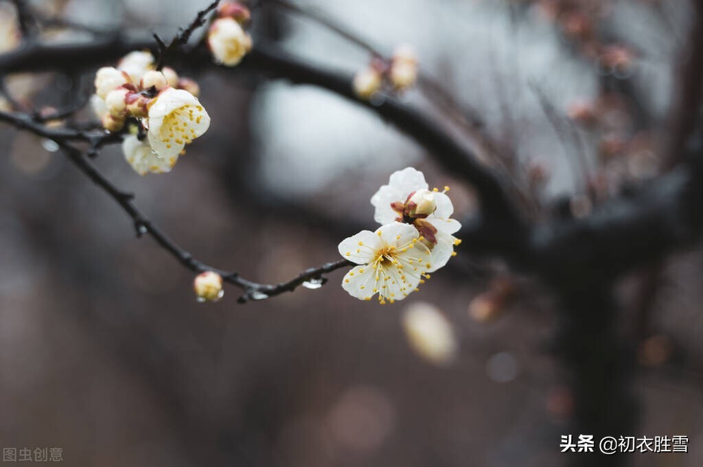 清新早春美词四首：一树小梅花谢矣，又是落灯天气