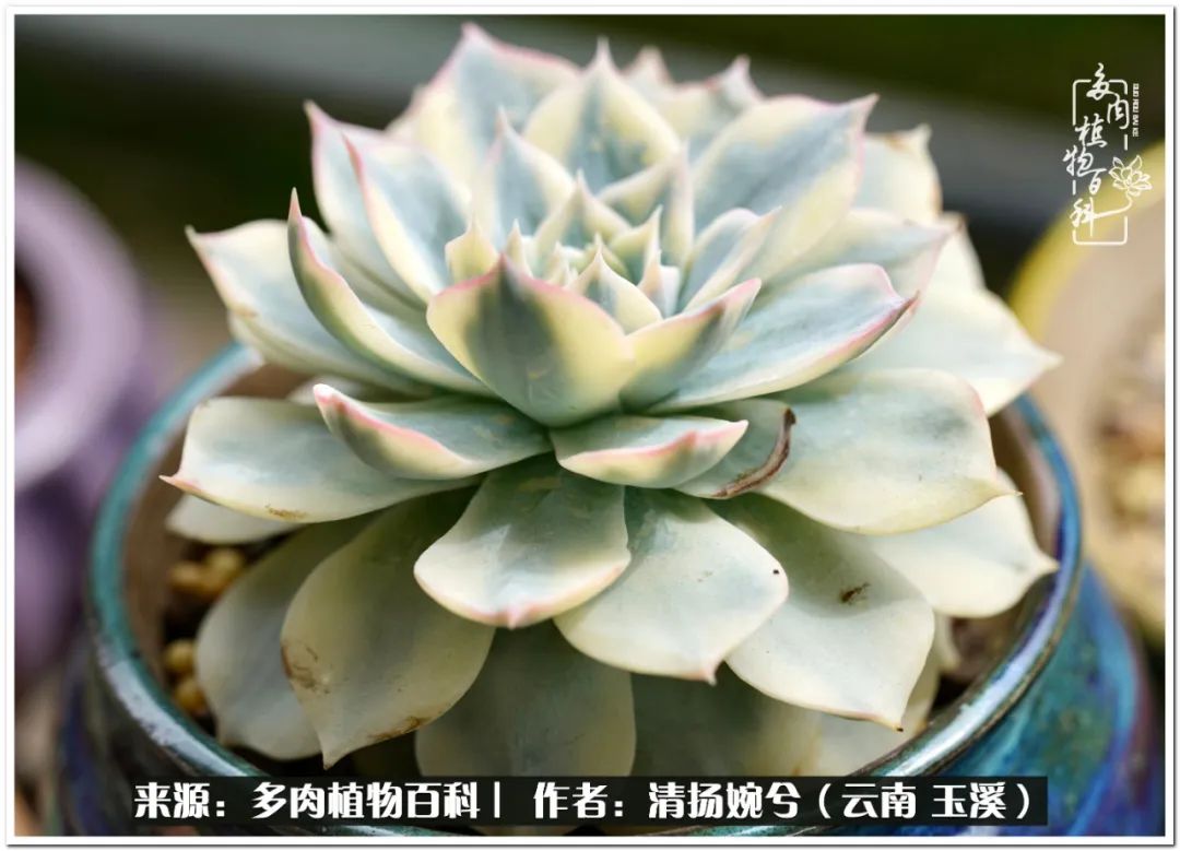 盛夏的多肉小可爱们 能安全度夏又是一棵好肉 天天看点
