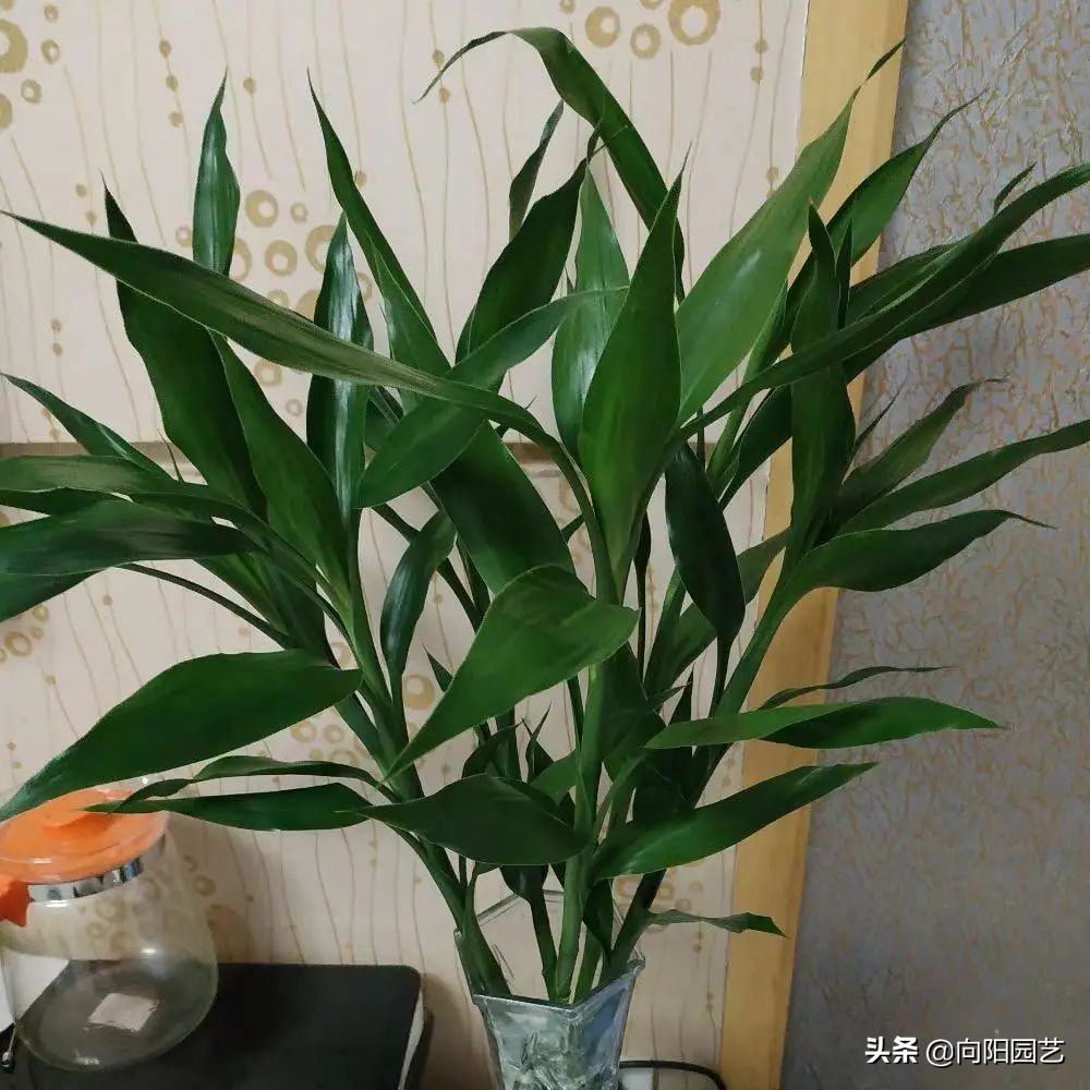 这8种花“招财”，养在家里，寓意“吸财进宝”，你家养的吗？