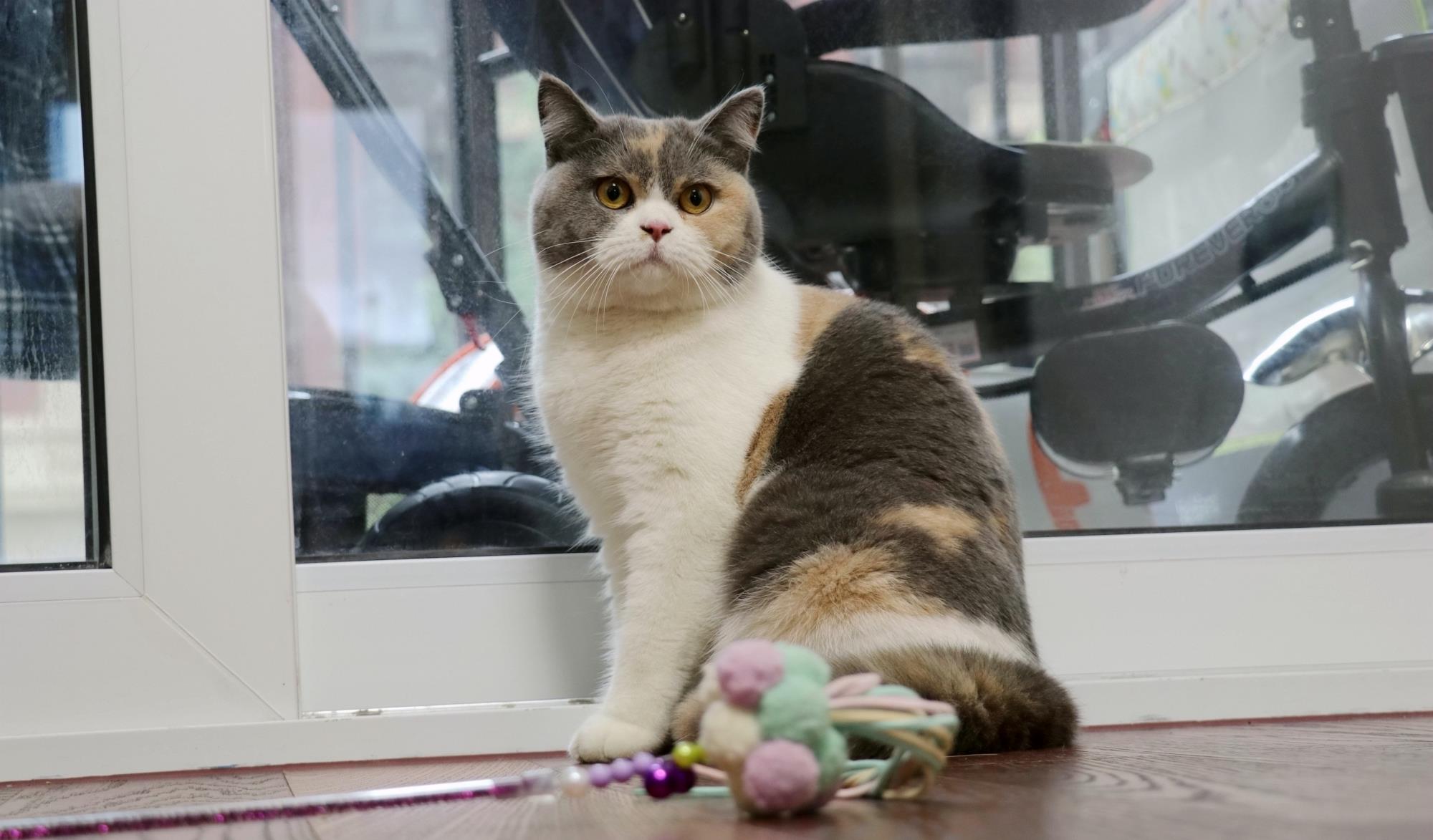 养猫就养"三花猫",养了之后就不想换猫了