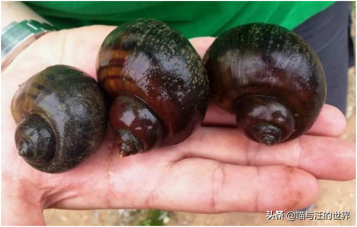 还敢吃吗？福寿螺有多恐怖？体重可达1.2斤，带多种致命寄生虫