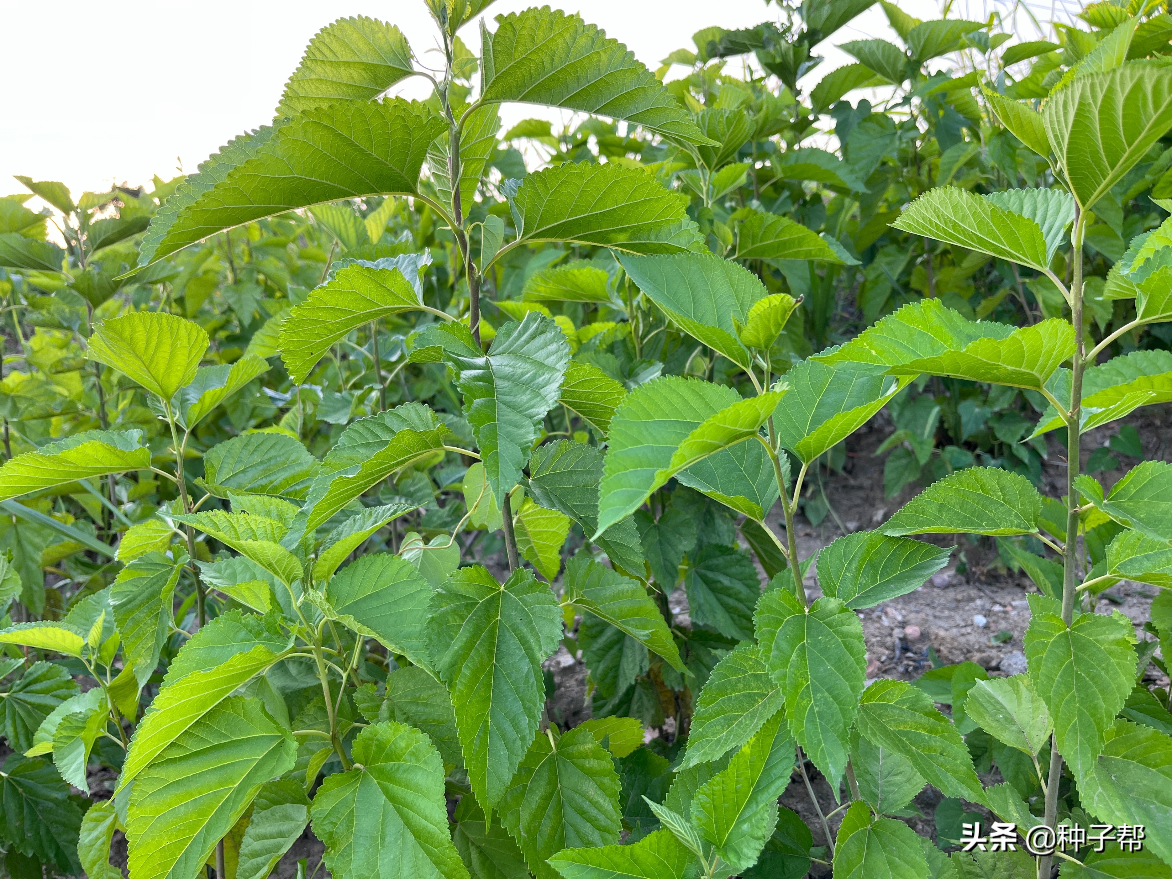 北方養(yǎng)牛羊能種哪些牧草？這幾種營養(yǎng)好，有的種一次收割10年以上