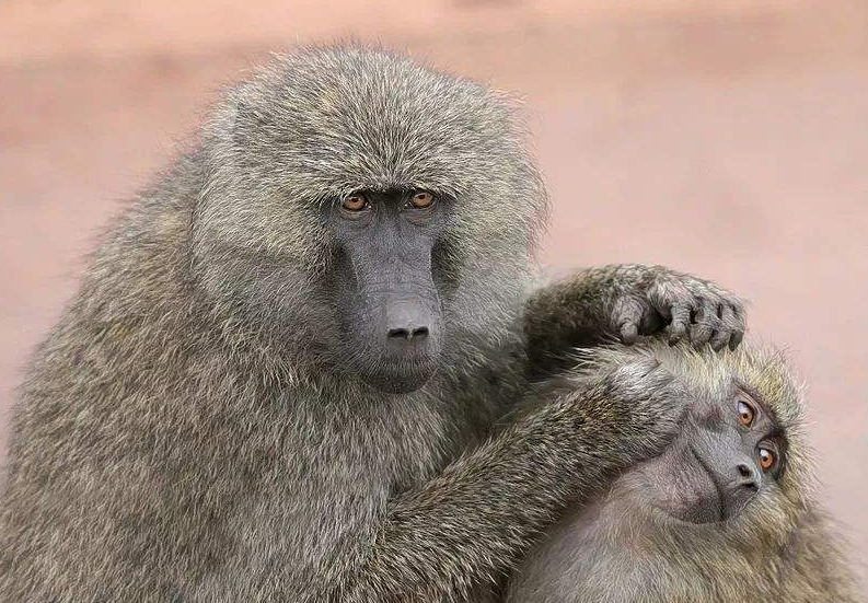 1984年,美国母亲为给初生女儿续命,冒险移植狒狒心脏,最后怎样了?