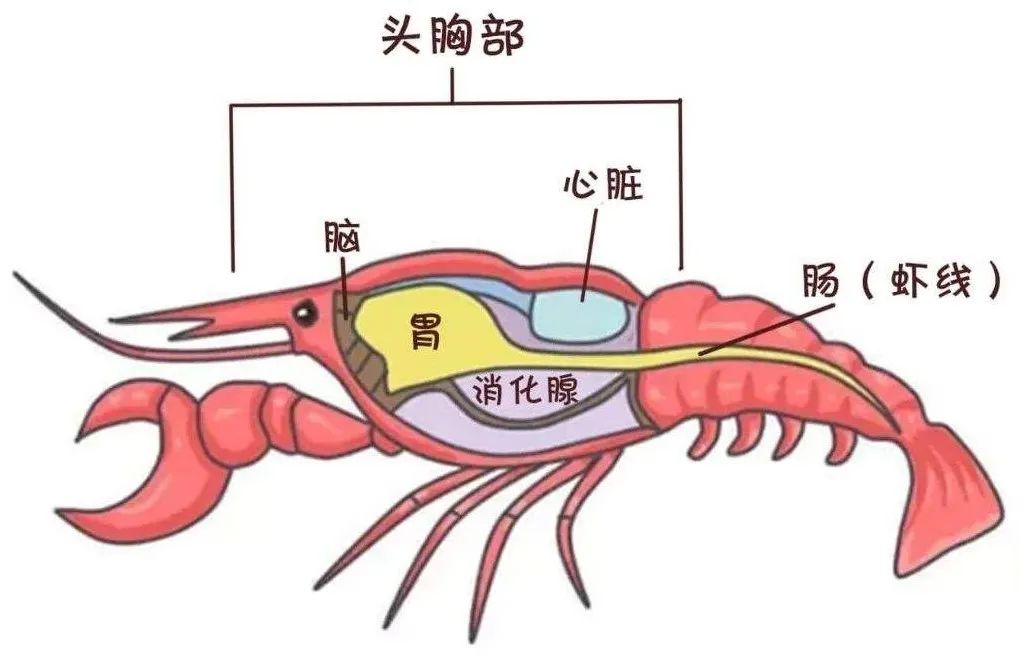 虾“屎”还是虾“黄”？看完一起愉快的嘬虾子吧