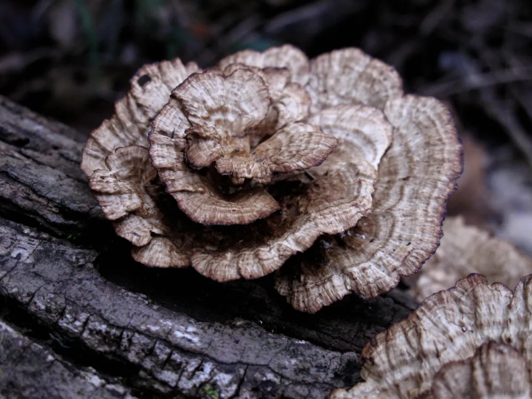 冬日在密林中,遇见各色树舌灵芝