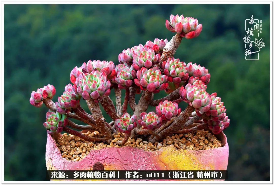 蓝苹果,绿苹果,红苹果或者青苹果更香一点?