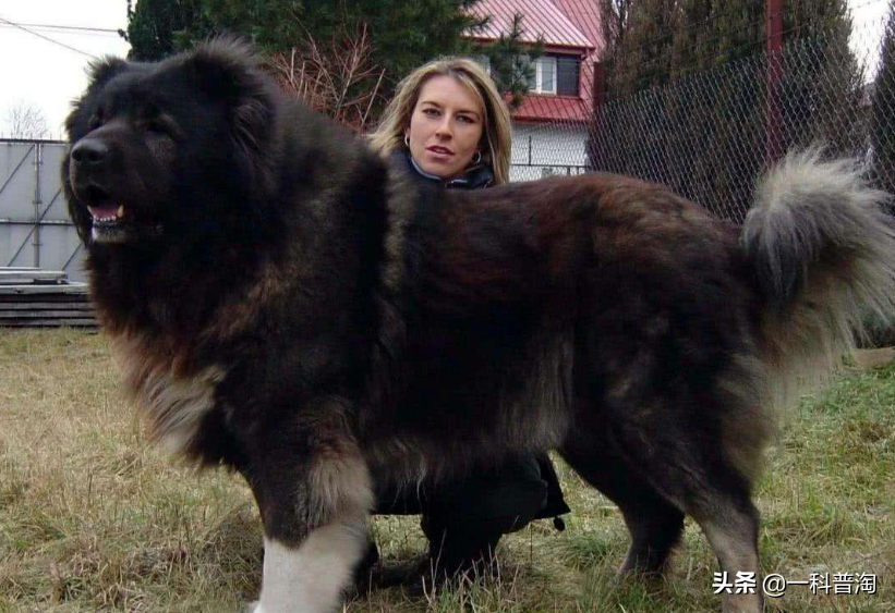 世界上最凶猛的十大恶犬，日本土佐上榜，藏獒只能屈居第二