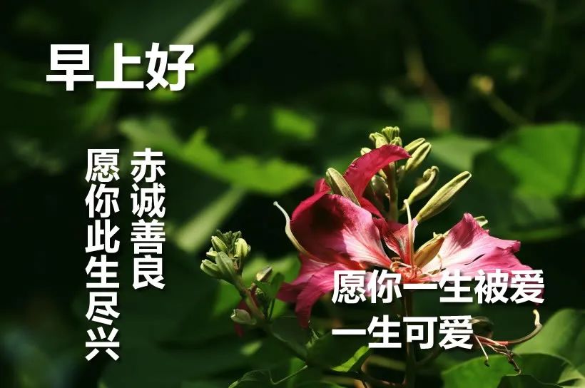 冬日清晨问候朋友早上好表情包祝福语 愿你一生被爱、一生可爱图片