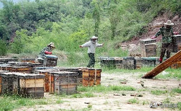养蜂人发明的小蜡片，一年让中国蜂蜜增产近8000吨，想法不简单