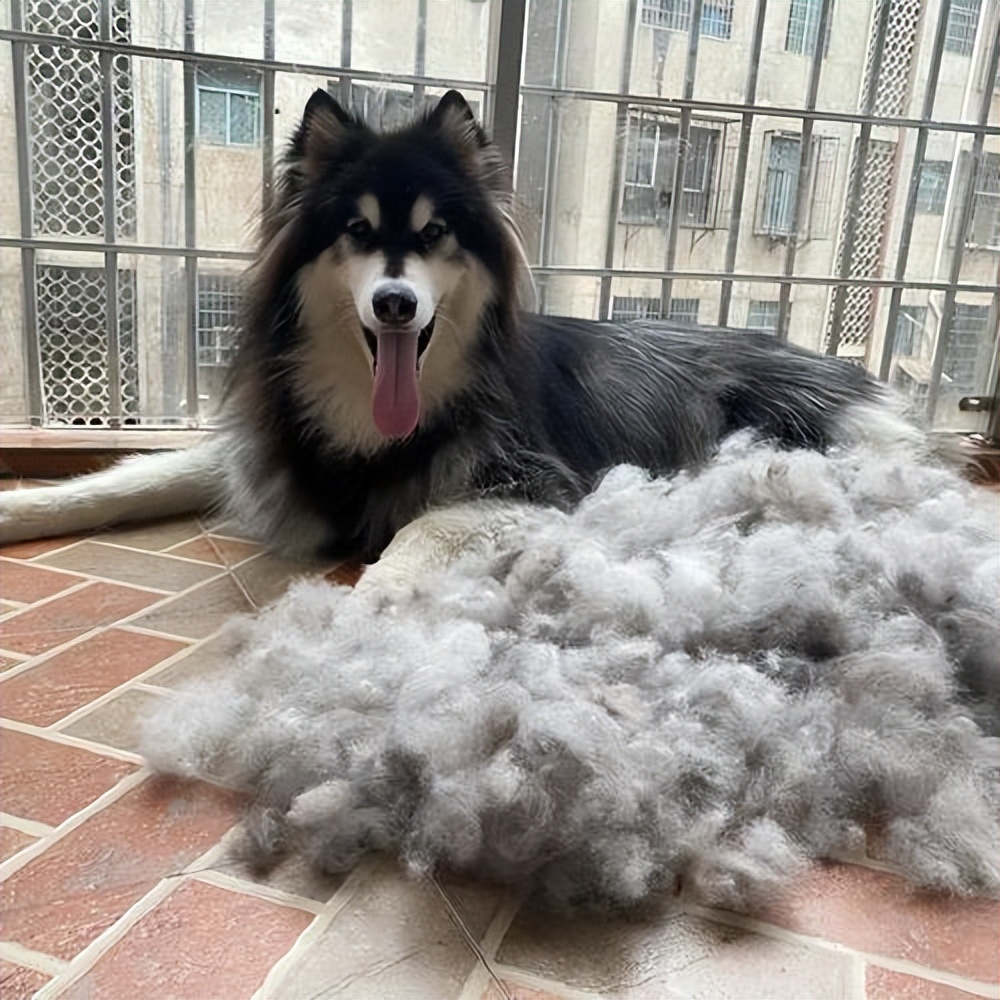 养一只"阿拉斯加犬"是什么体验?网友:欲哭无泪