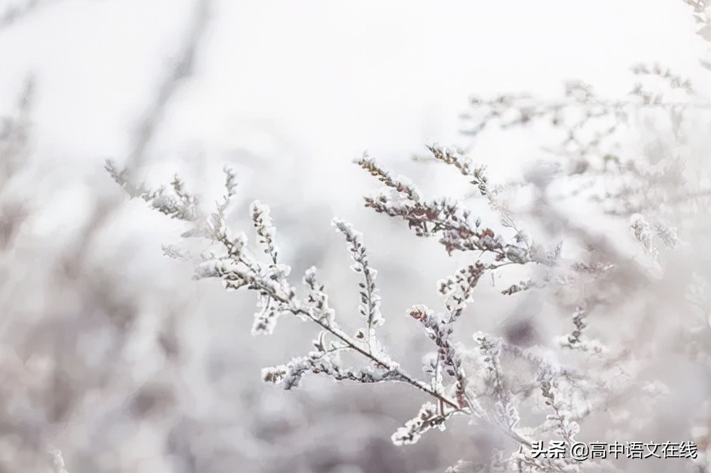 最美古诗词｜写给冬天的诗：物物皆美景，景景含真情