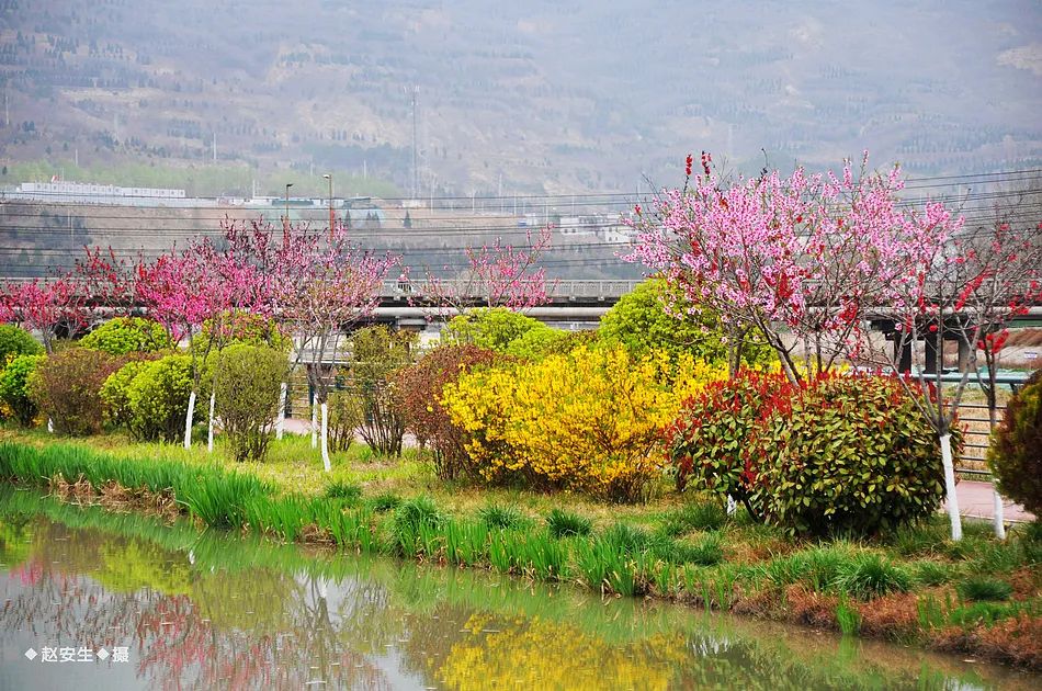 疫情挡不住春天的脚步，小编带你去看古城秦州的春暖花开