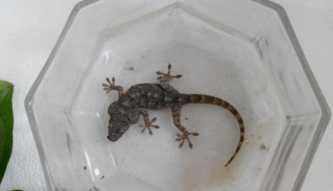 人畜无害的壁虎,为何能位居"五毒"之一?其实它"深藏不露"