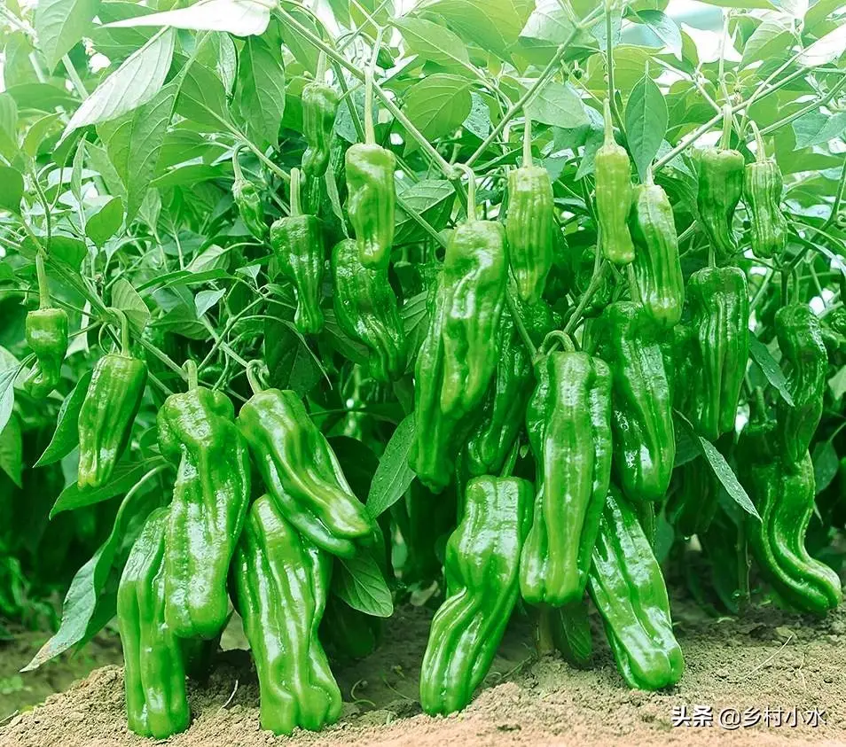 草木灰的主要成分是什么（草木灰的作用及使用方法）