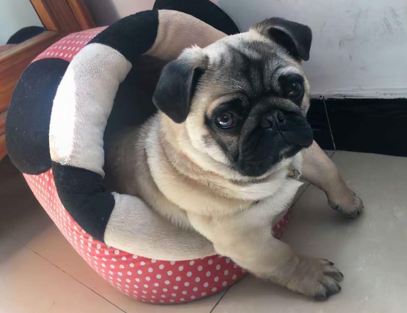 巴哥犬多少钱(养巴哥犬养到老) - 价格百科