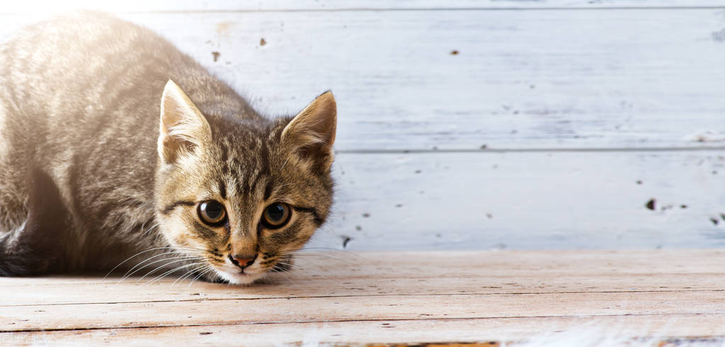 尿急尿频尿不尽猫咪膀胱炎的那么可怕吗？