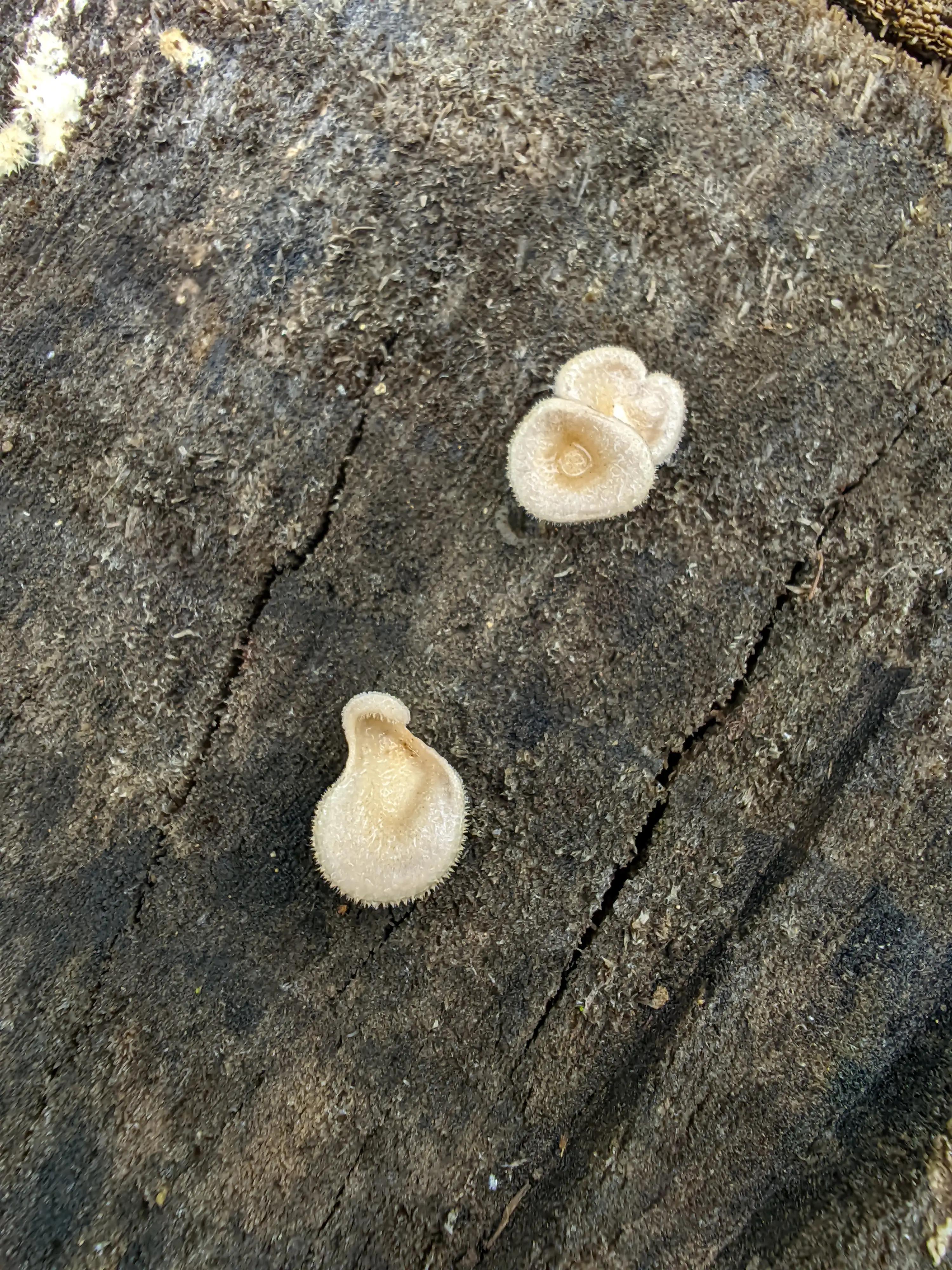 小米手机可以试试谷歌相机，比原生相机效果好