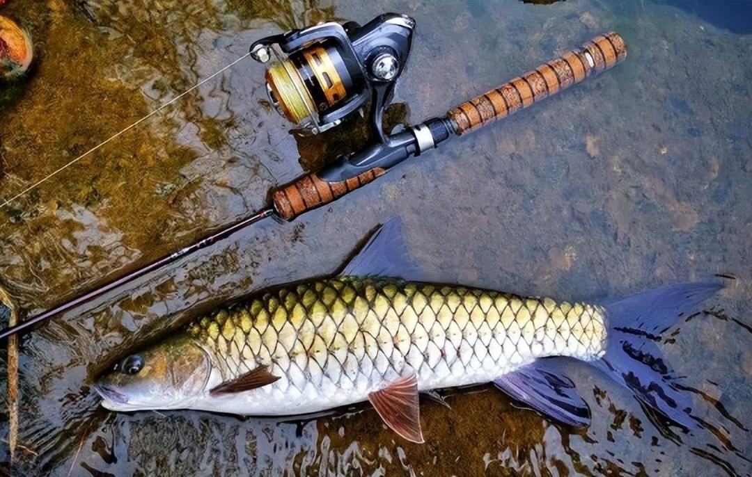 个头小巧的军鱼,为何被称为"淡水之王"?军鱼最大能长到多大?