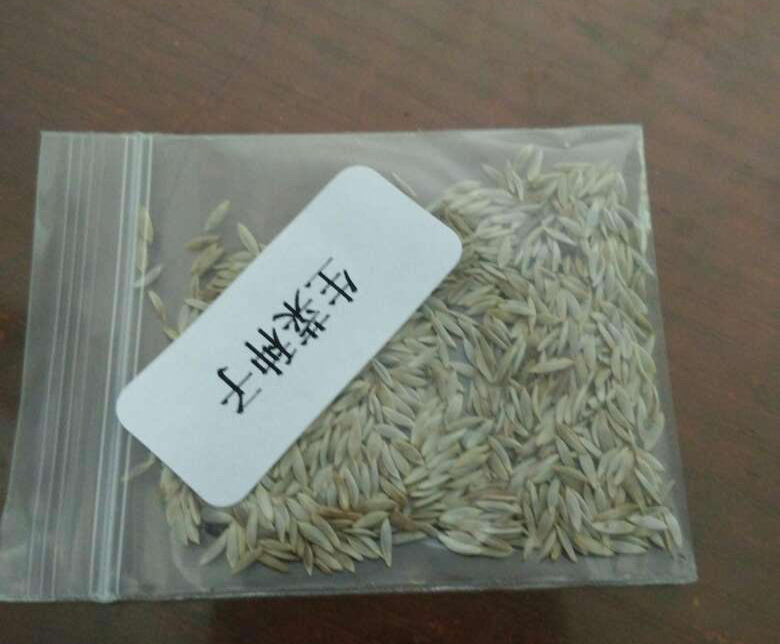 生菜的种植方法和时间（在家种生菜只需这三步就可）