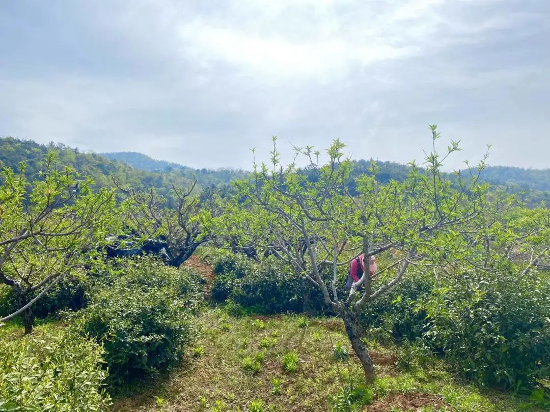 “四月限定”！不出当涂，就可以品到的人间美味