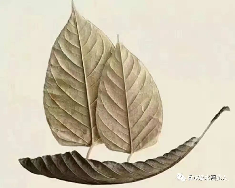 「思维导图“画”作文」假如我有一支马良的神笔（六）