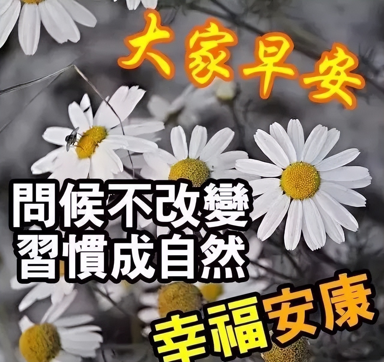早上好，祝福问候，送给所有好朋友 珍惜今天珍惜现在 一切都美好图片