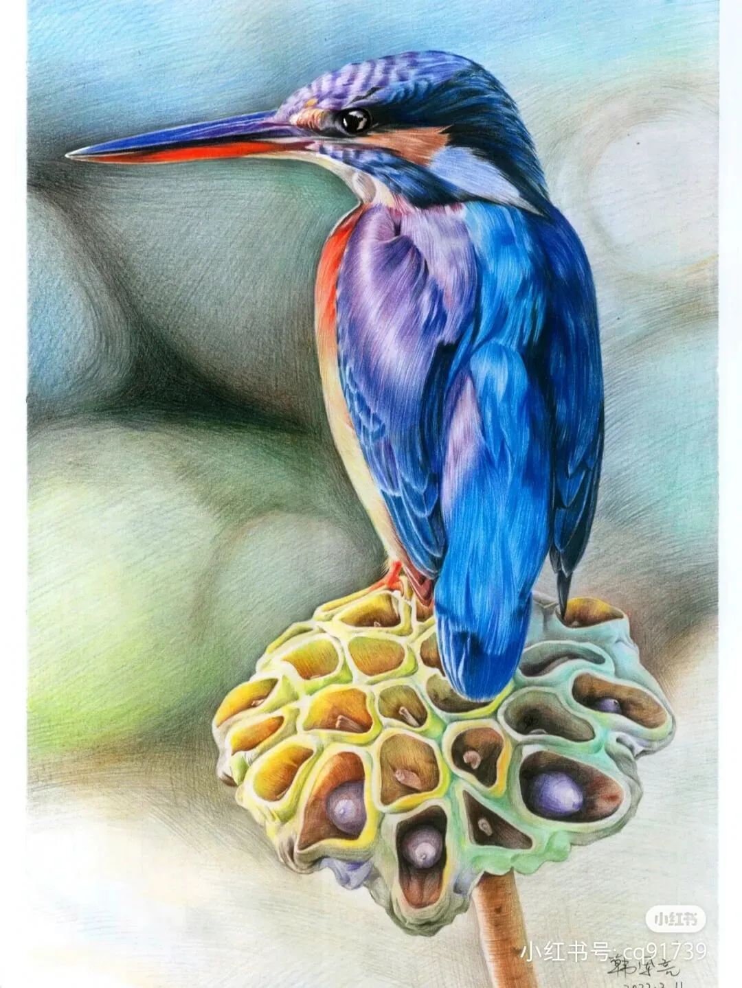 彩铅绘画素材—身披彩翼，心有灵犀一点通，五彩斑斓的鸟儿彩铅画