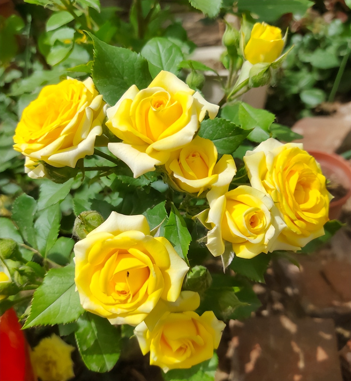 新手想养花，做好简单“3步”，养好一点都不难，关键在“方法”