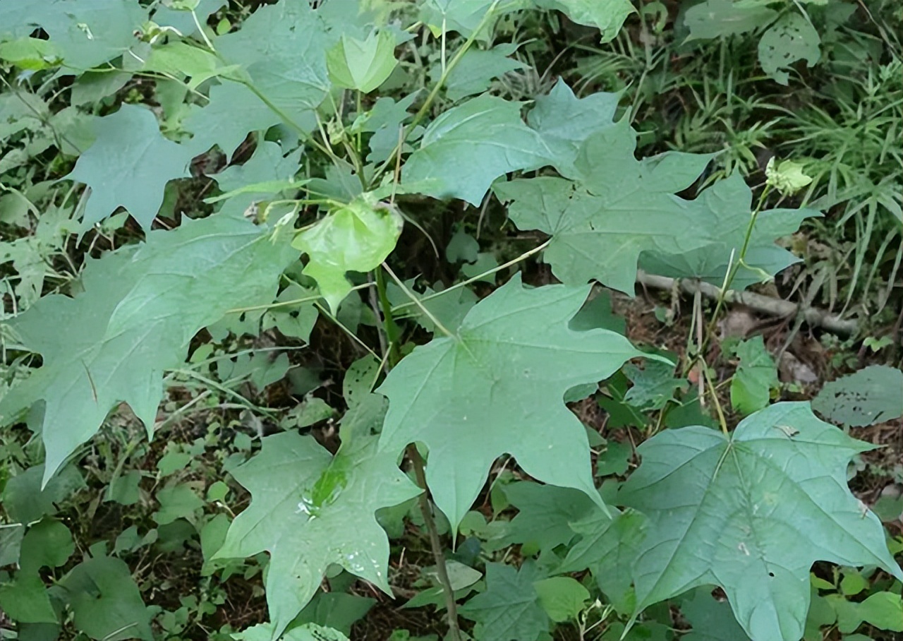 根据医院的一系列调查,发现李先生一家是因为八角枫中毒所引起