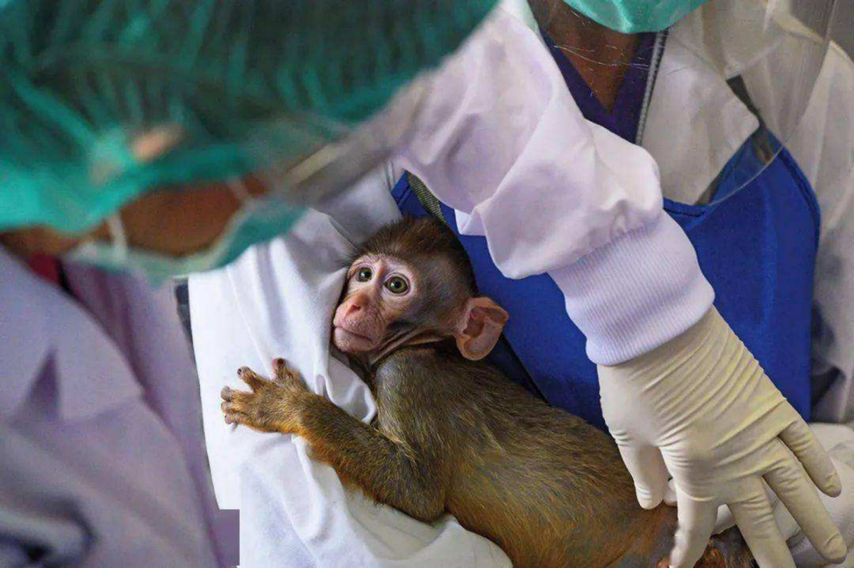 美国官方称逃跑的3只实验猴已被安乐死，却未解释清楚背后缘由
