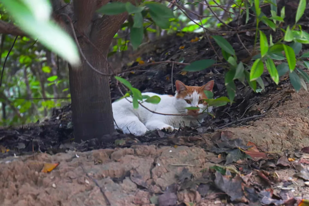 优微推荐丨入股不亏！快来一起探索生活中的小美好吧